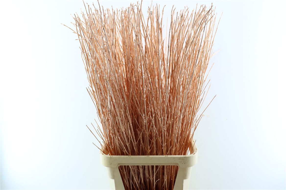 Ov Colrbehandeld 120cm