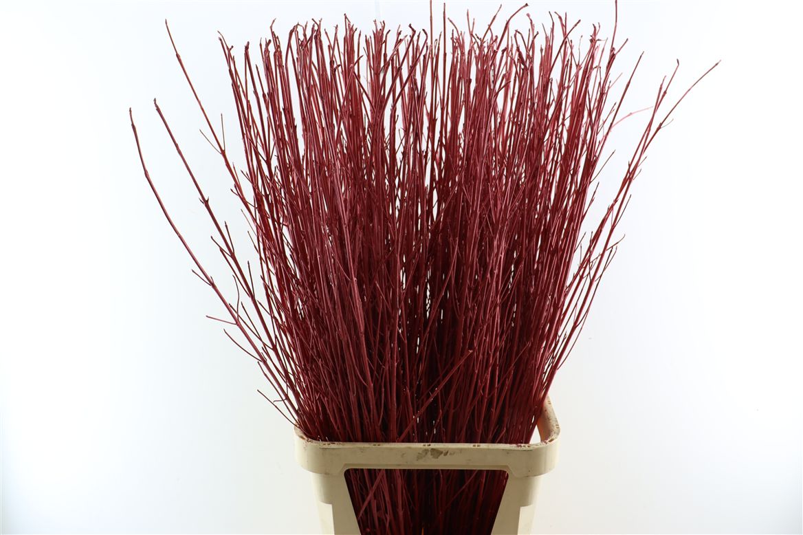 Ov Colrbehandeld 120cm