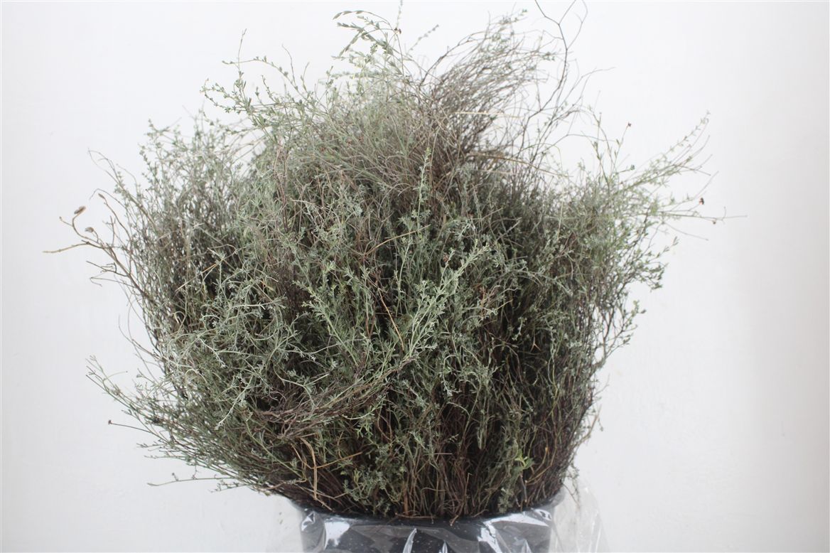 Thymus Capitatus Bs 70cm 250gram