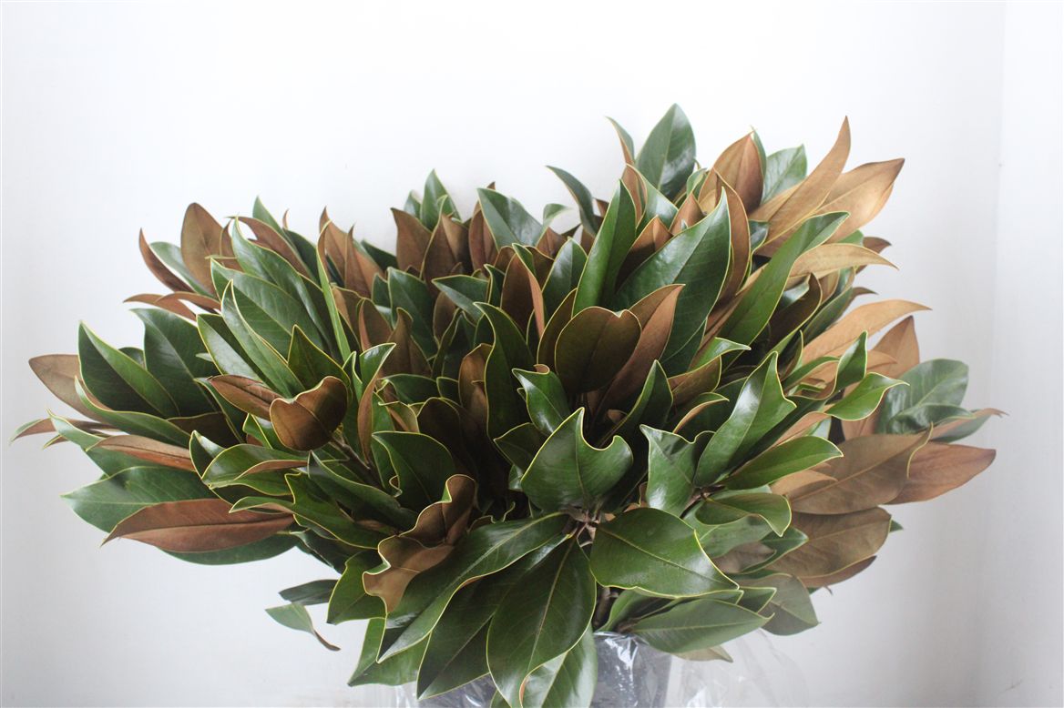 Green 70cm 400gram