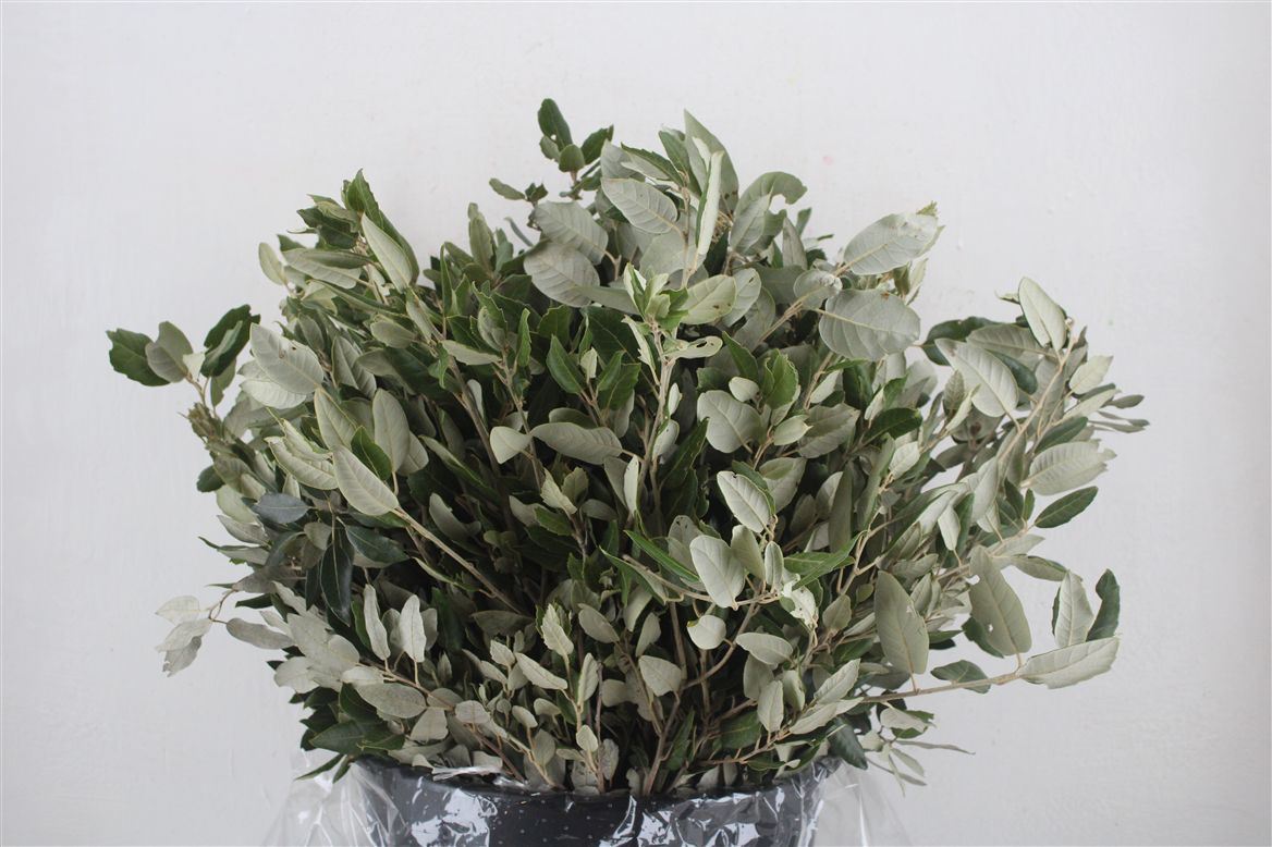 Quercus Per Bunch (OAKLEAVES) 50cm 200gram