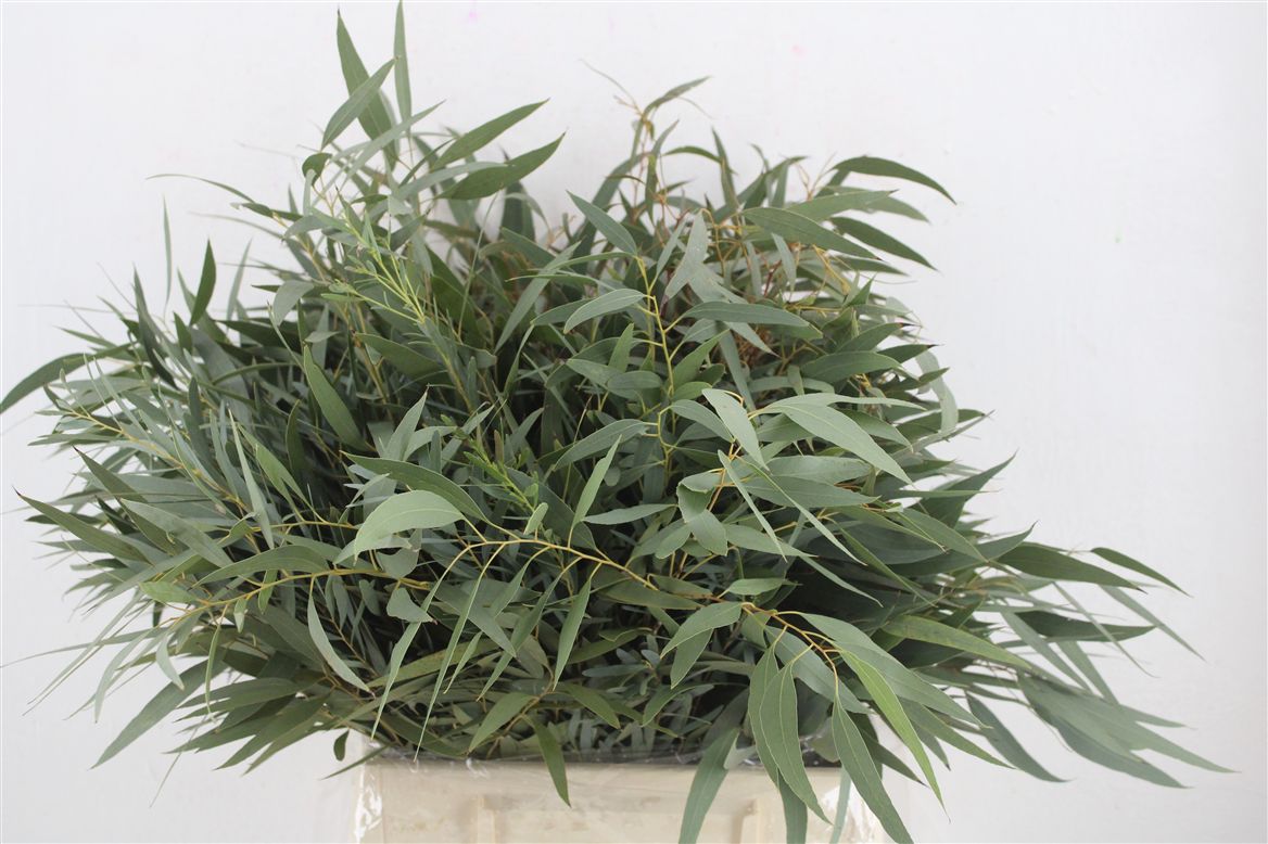 Eucalyptus Nicholii 45cm 150gram