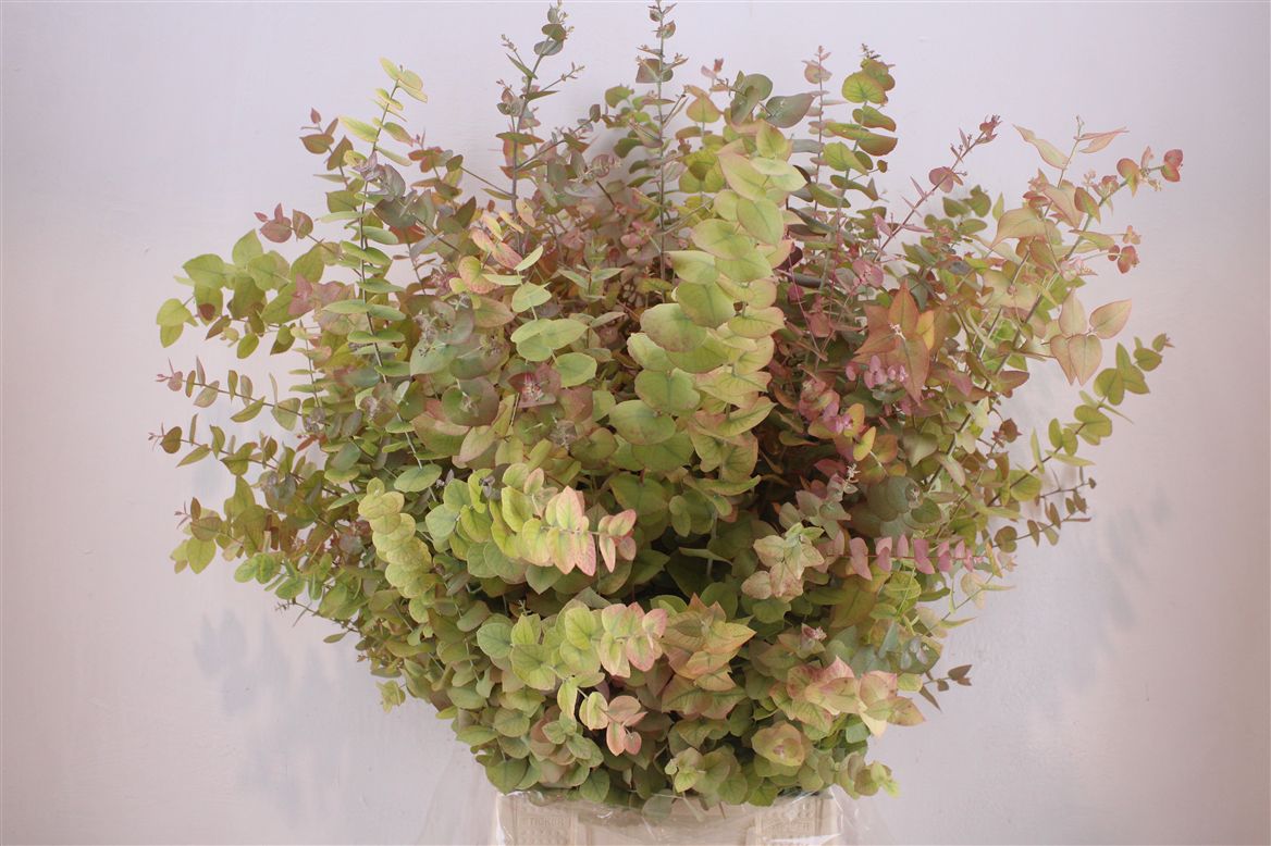 Eucalyptus Leaves Bnch 60cm 200gram