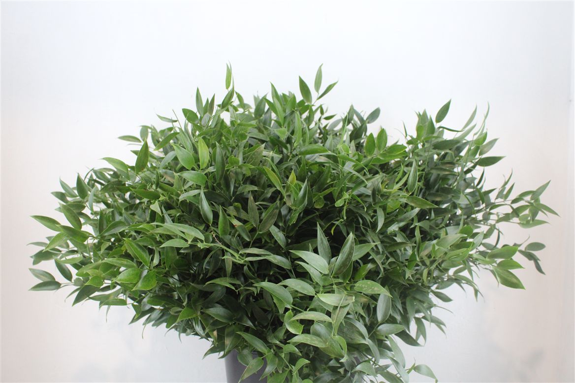 Ruscus Italian 300gram