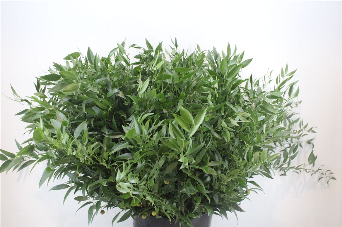 Ruscus Italian 400gram