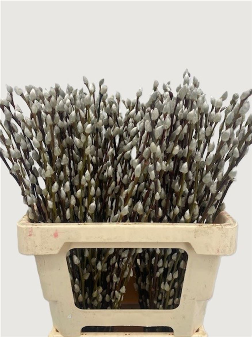 Salix Pussy Willow 60cm