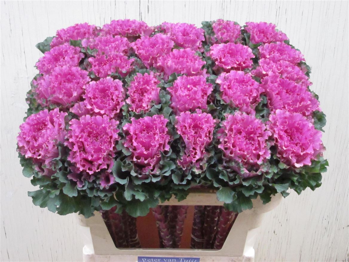 Brassica First Lady 70cm
