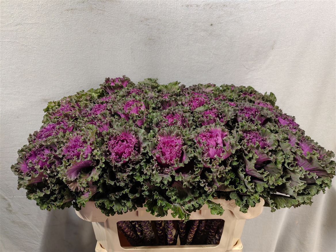 Brassica Crane Ruffle Red 70cm