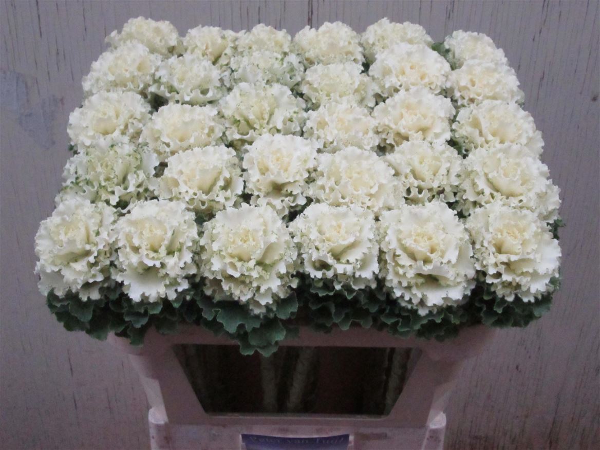 Brassica Crane Ruffle White 70cm