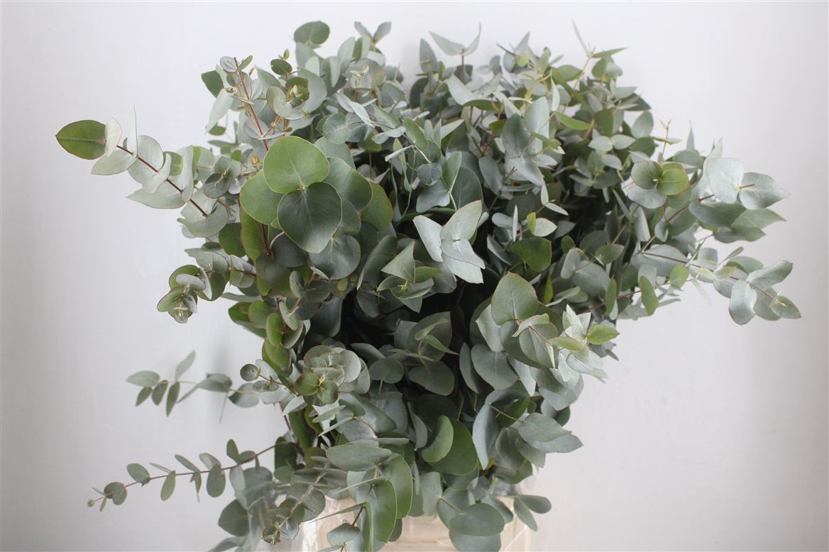 Eucalyptus Cinerea 70cm 300gram