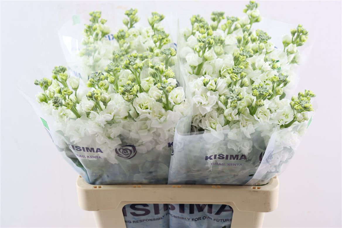 Matth Iron White 60cm