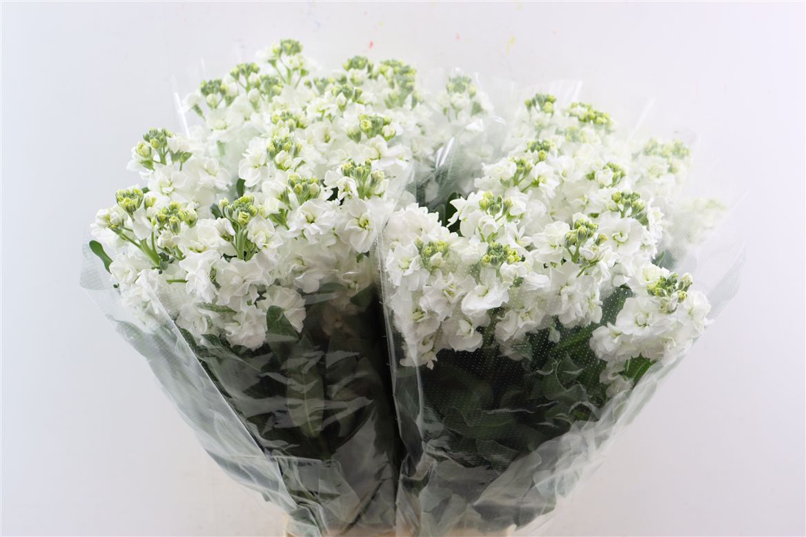 Matth Iron White 70cm