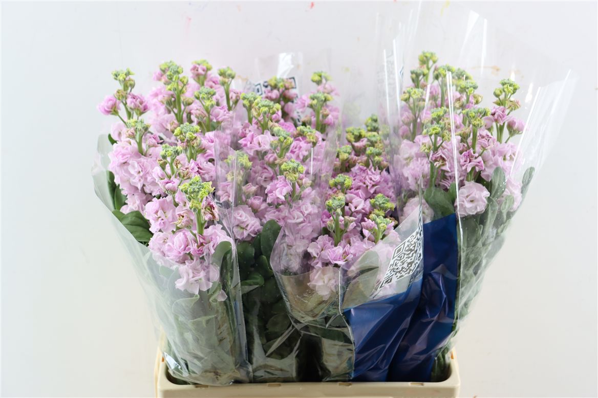 Matthiola Iron Cherry Blossom 60cm