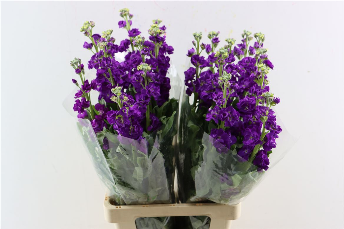 Matth Iron Purple 70cm