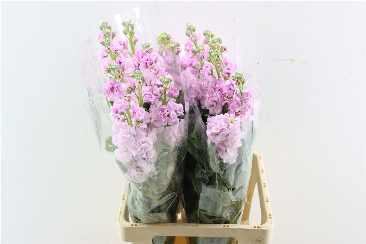Matthiola Iron Cherry Blossom 70cm