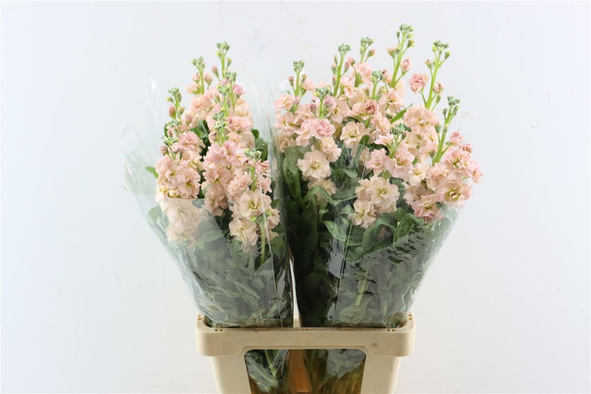 Matthiola Iron Apricot 70cm