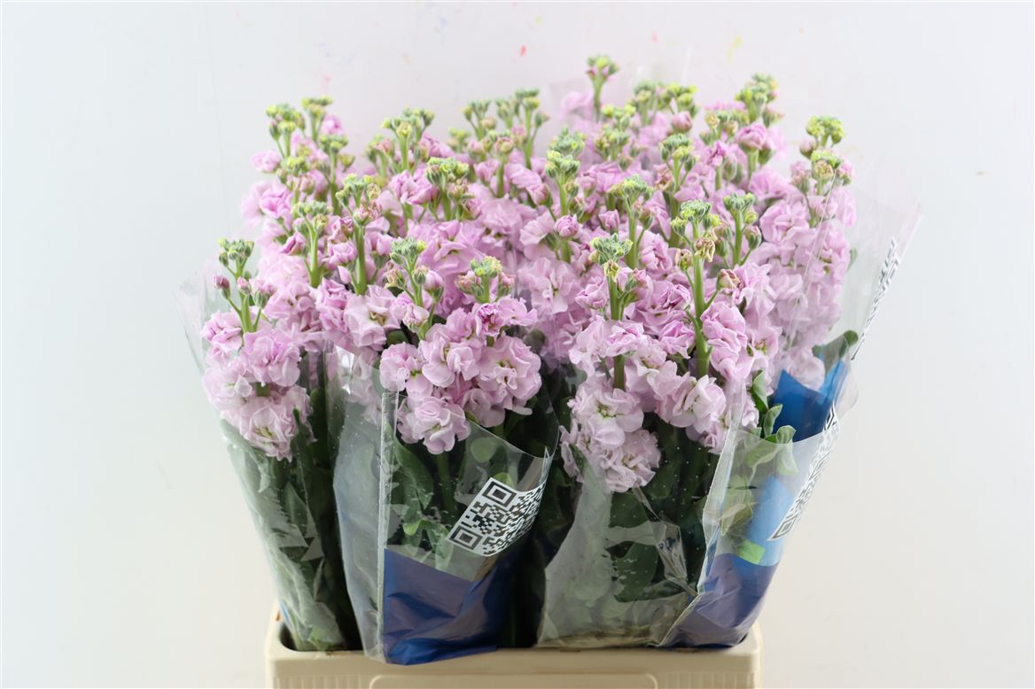 Matthiola Iron Cherry Blossom 70cm