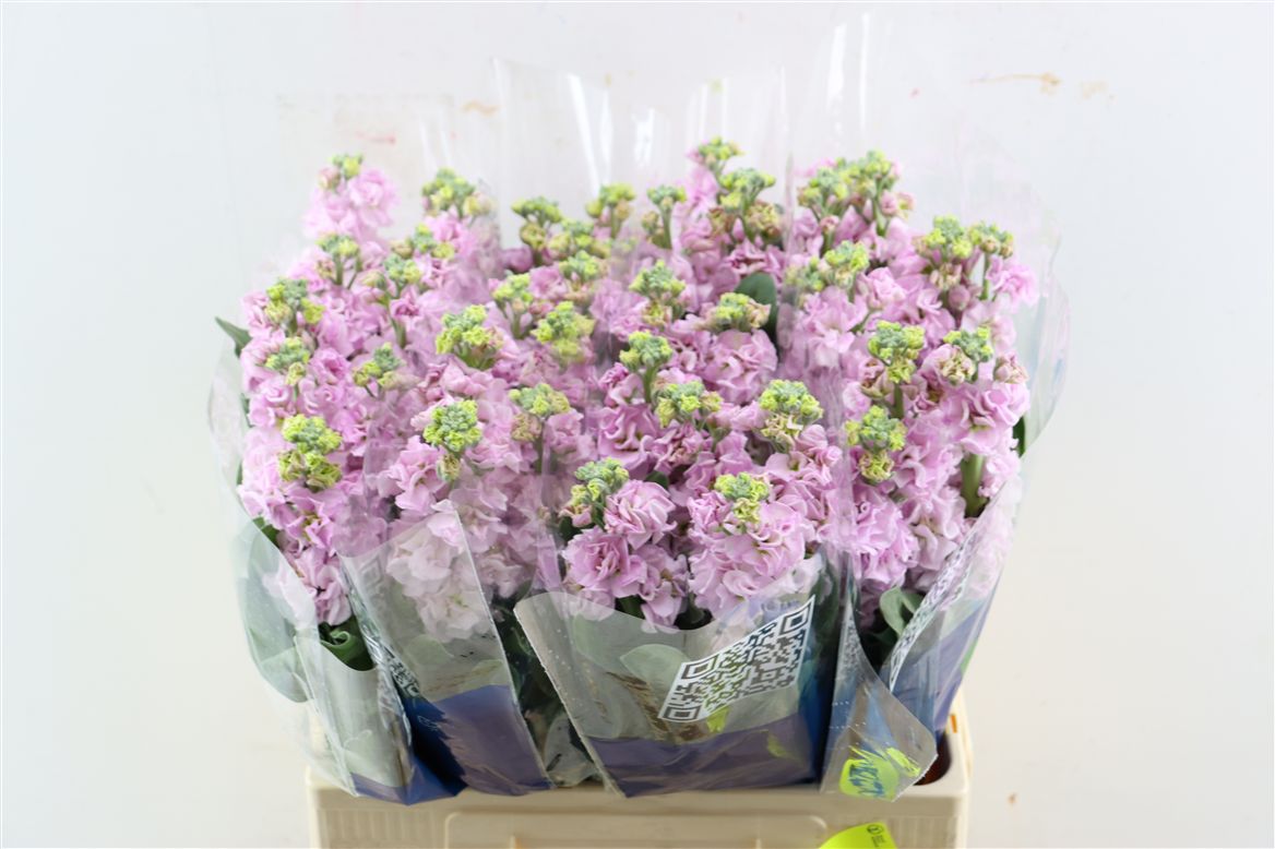Matthiola Iron Cherry Blossom 60cm