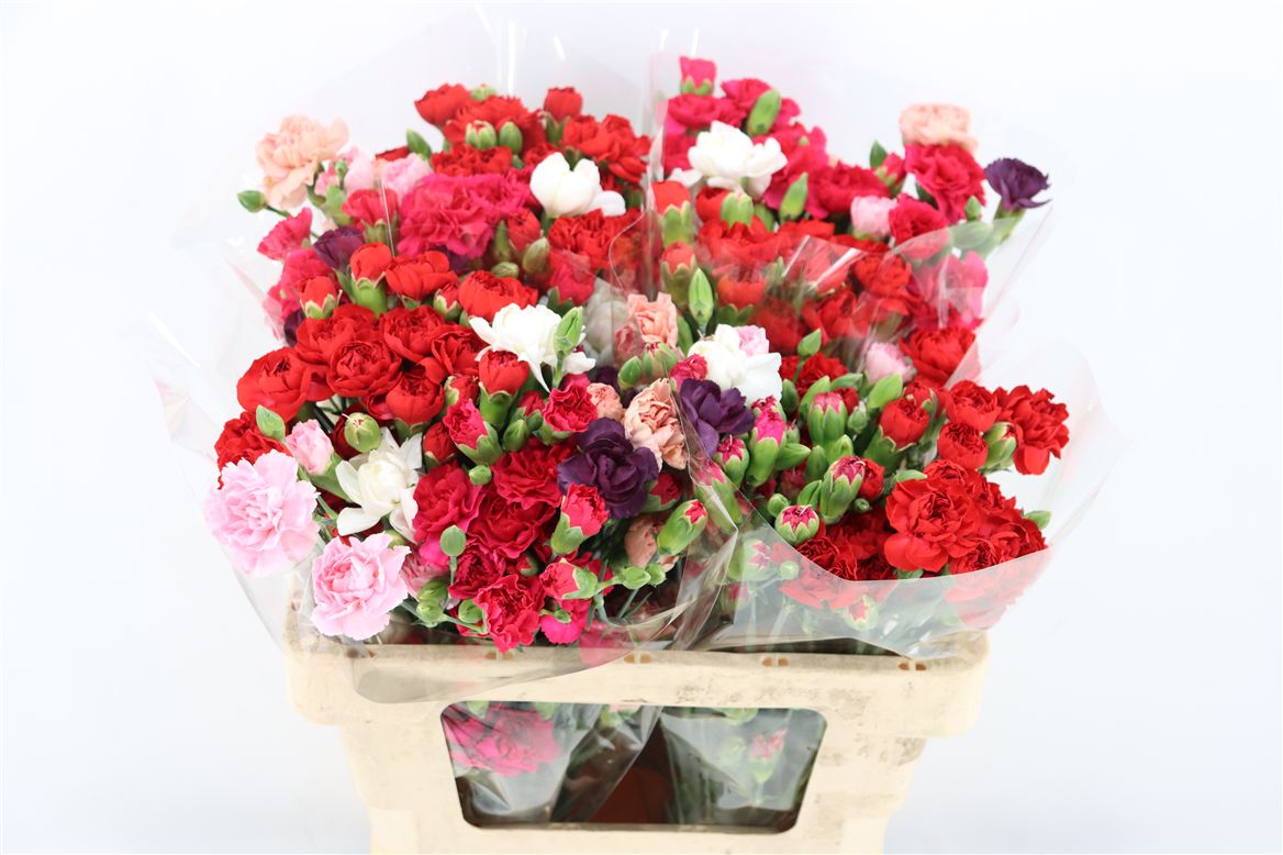Dianthus Spr Mixed In Bunch 60cm