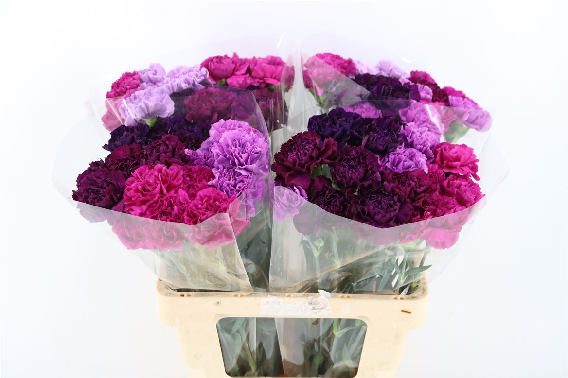 Dianthus St Mixed 70cm
