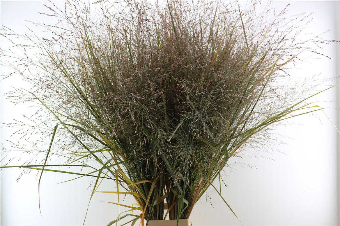 Panicum Heavy Metal 140cm