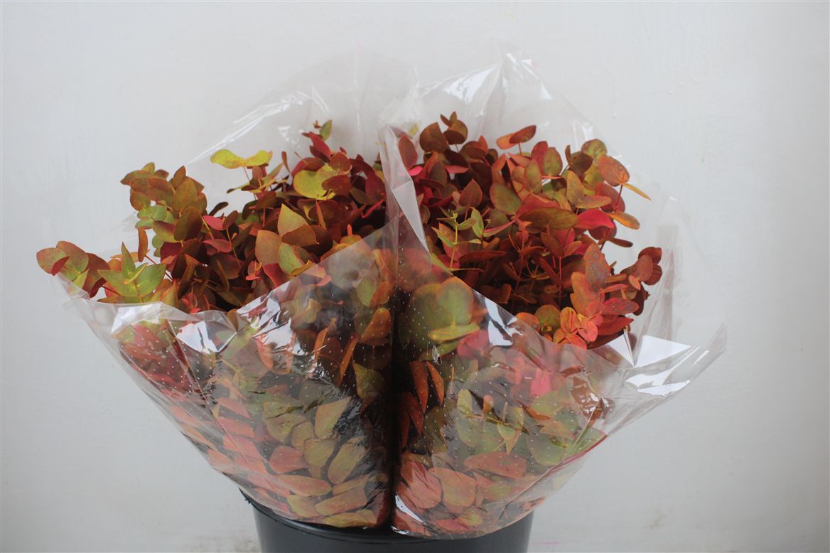 Euca Cinerea De Luxe Short 150gr P Bunch