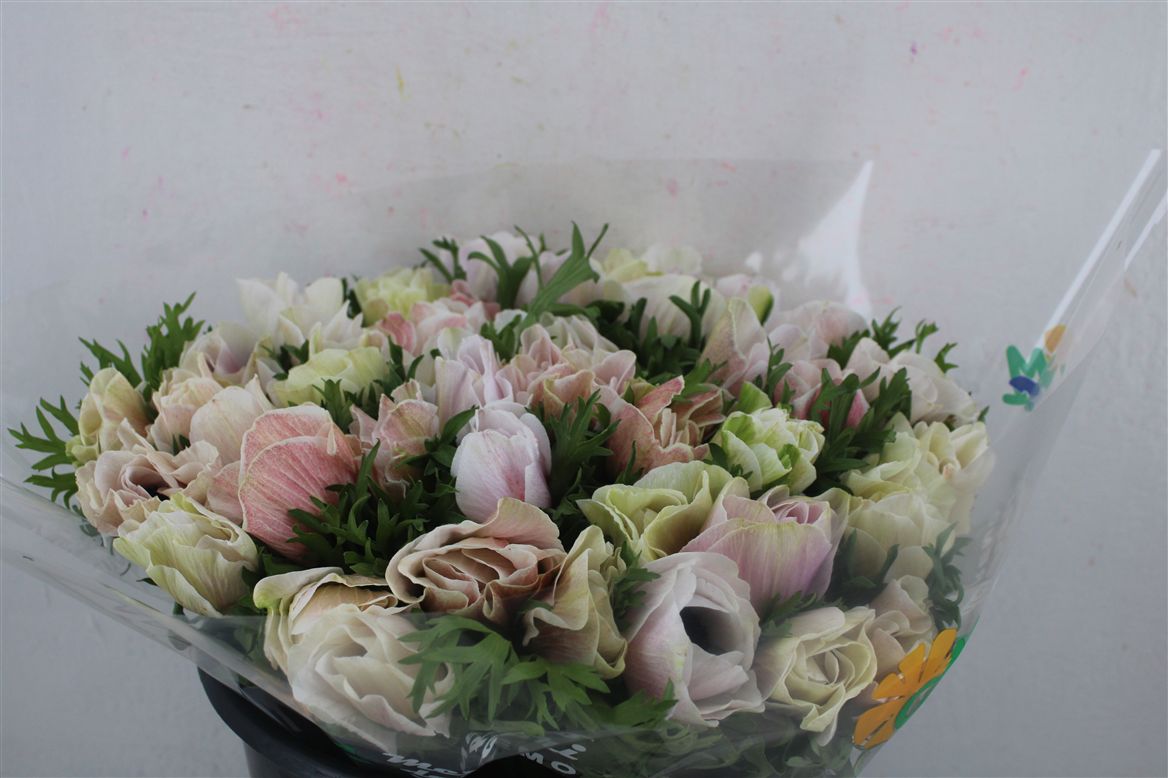 Anemone Mistral + White 40cm