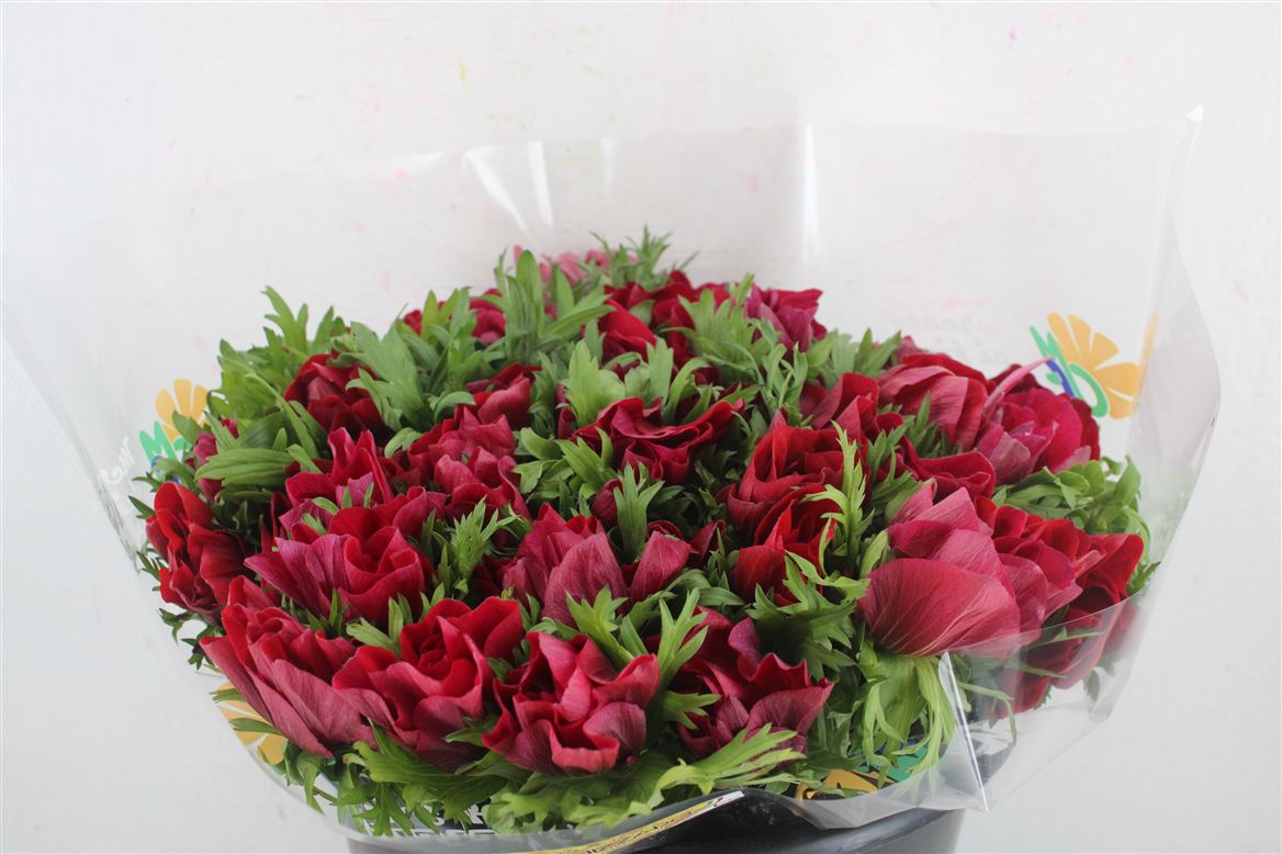 Anemone Mistral Wine 40cm
