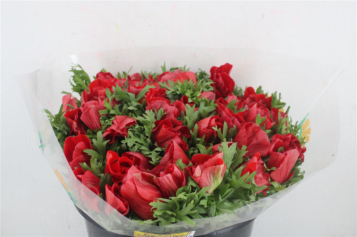 Anemone Mistral+ Red 40cm