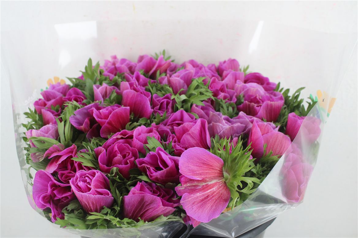 Anemone Mistral S Pink 40cm