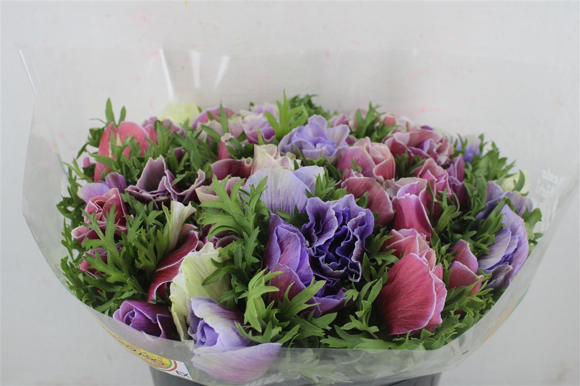 Anemone Mistral Tigre 40cm