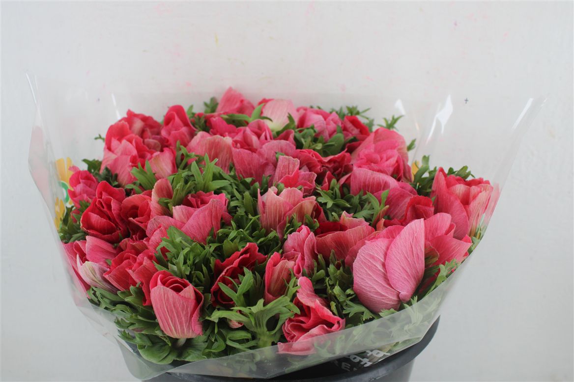 Anemone Mistral + L Pink 40cm