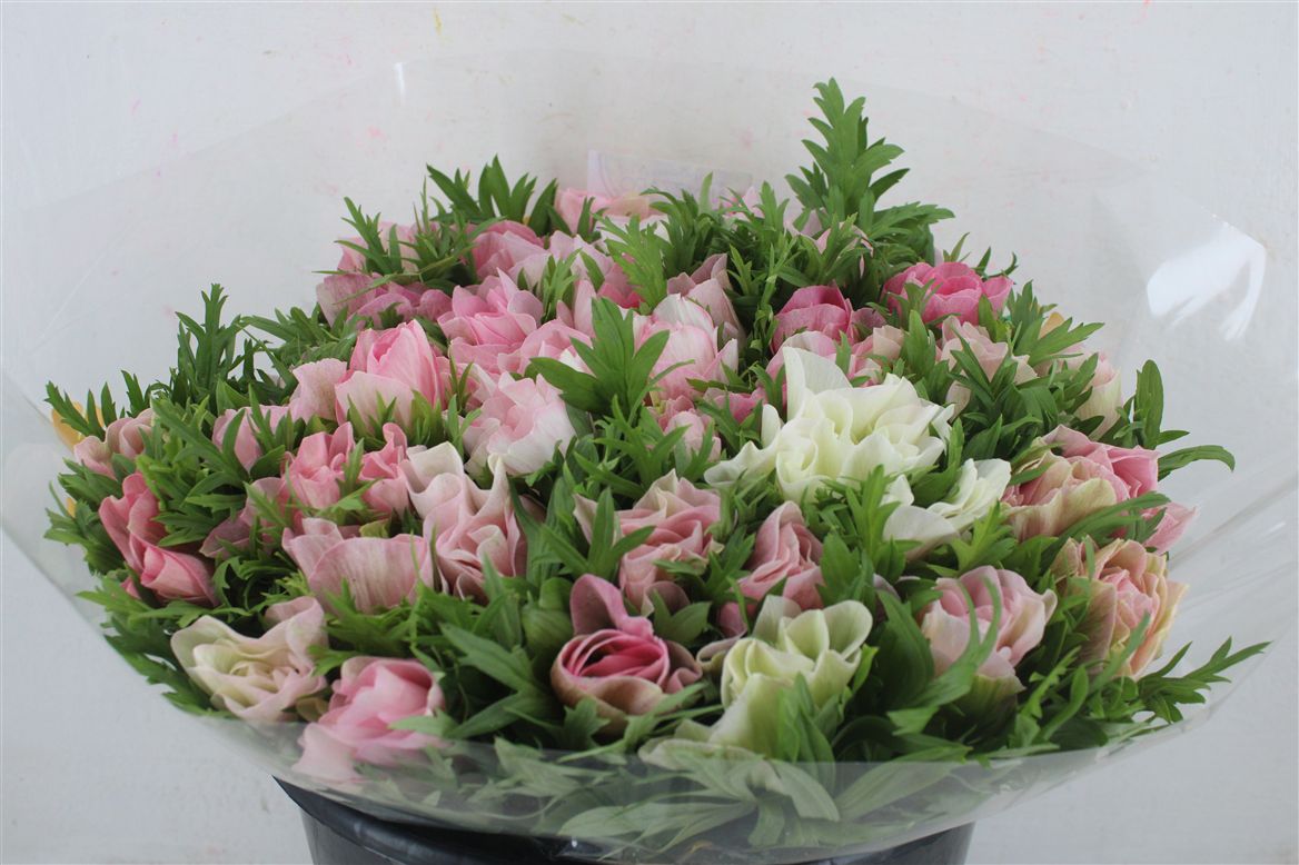 Anemone Mistral + L Pink 40cm