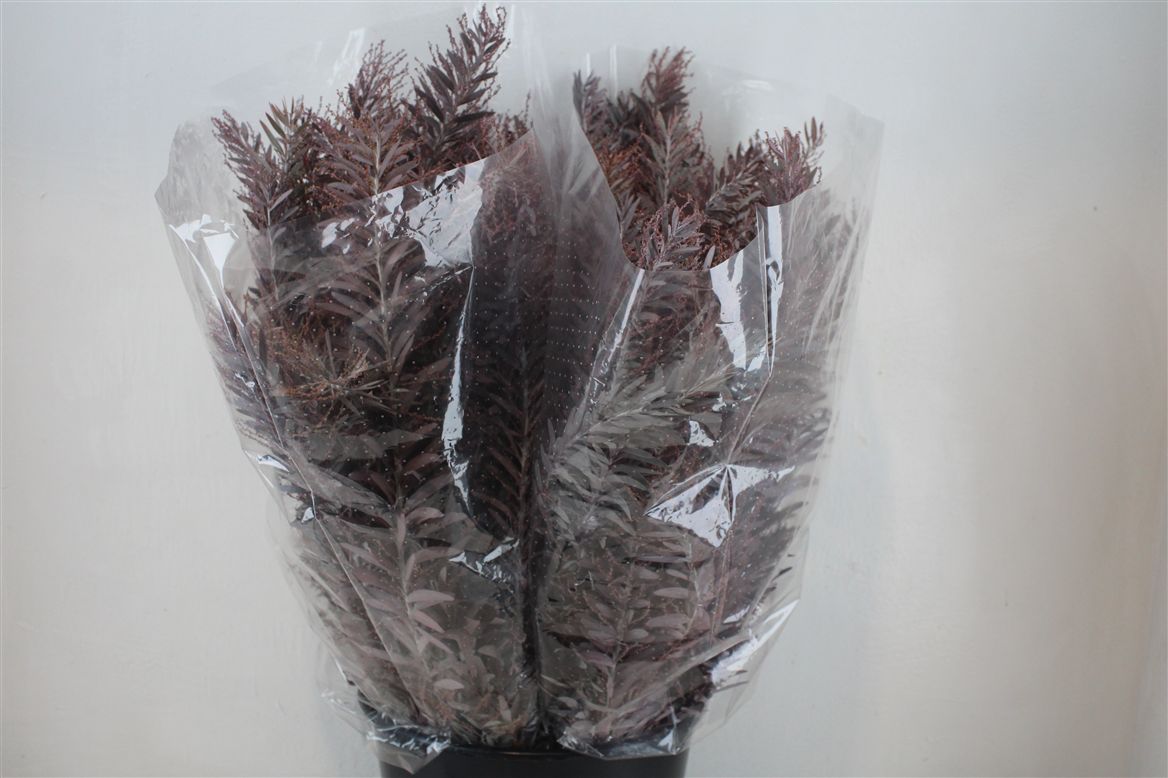 Acacia (MIMOSA) 60cm 200gram
