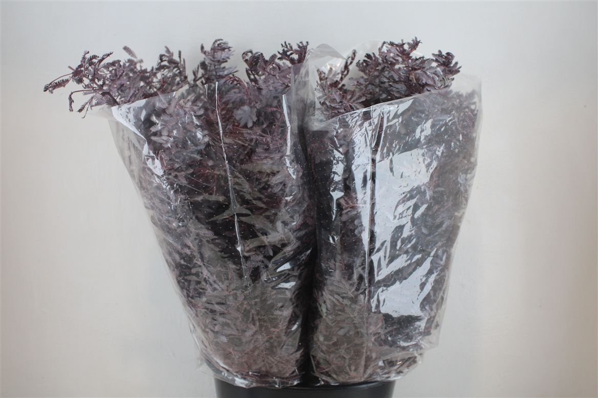 Acacia (MIMOSA) 60cm 200gram