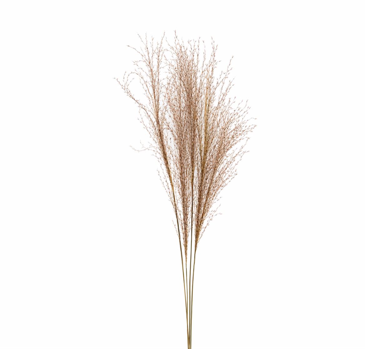 Dried Silvergrass Natural 5pc Bunch