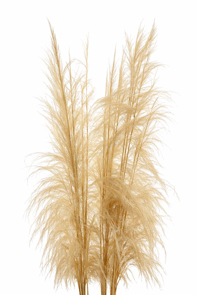 Dried Cortaderia Giant Bleached P Stem