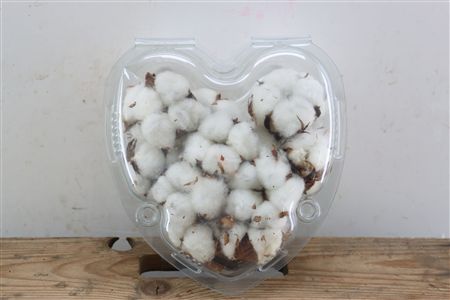 Dried Gossypium (katoen) 15 Bal
