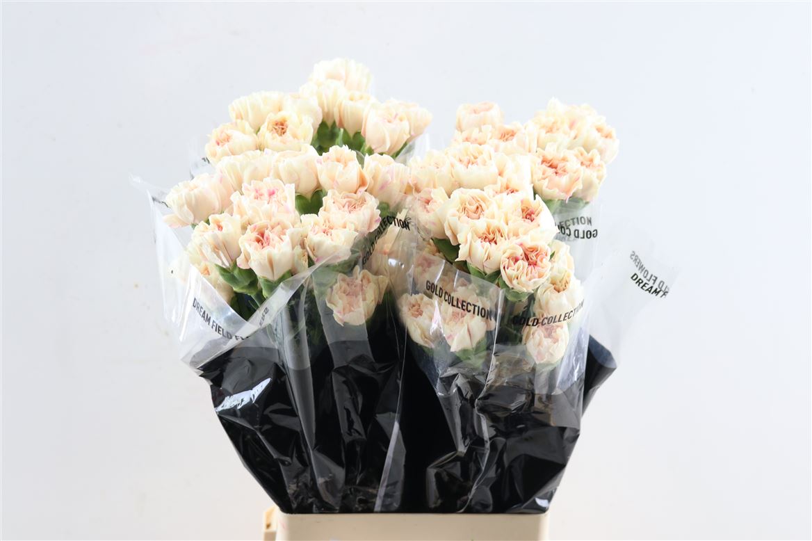 Dianthus Single Apple Tea 70cm