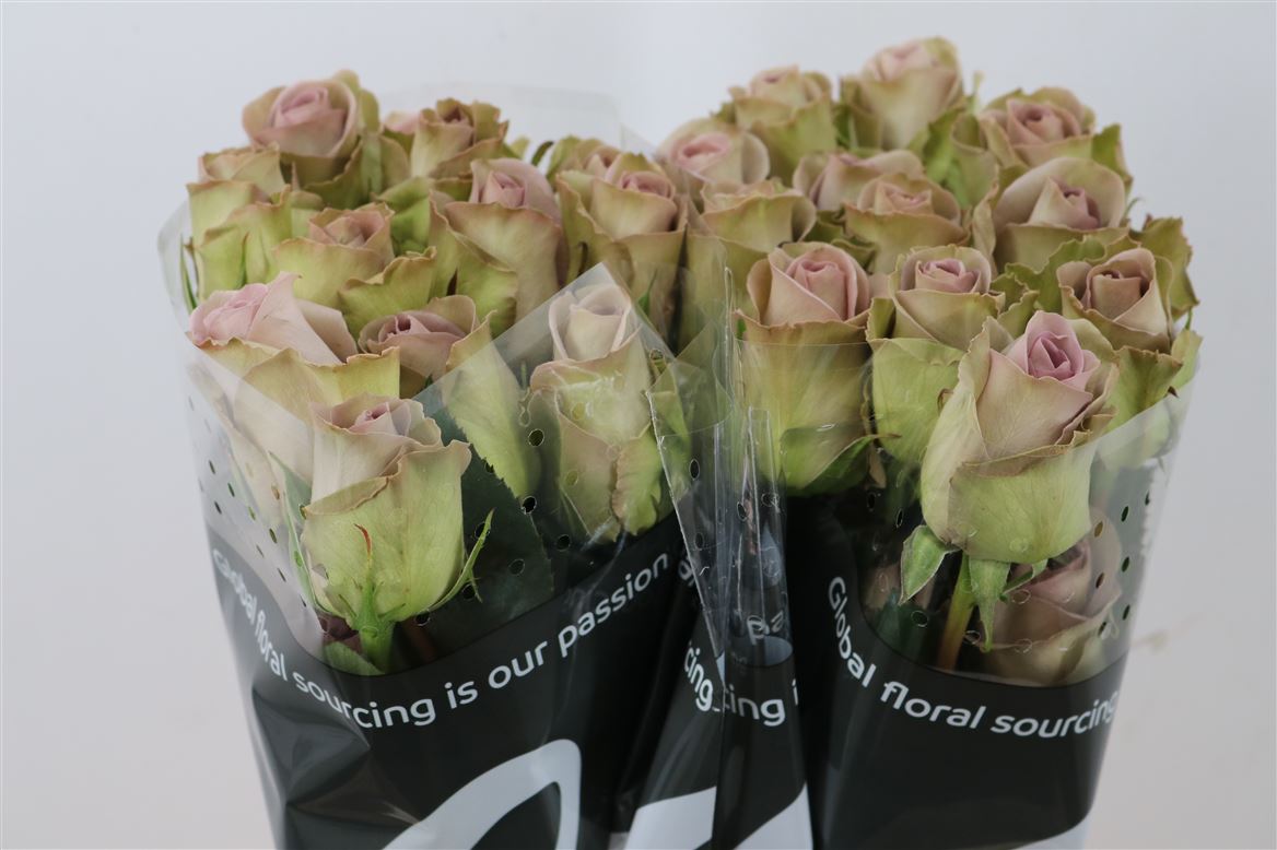 Rosa Amnesia 40cm