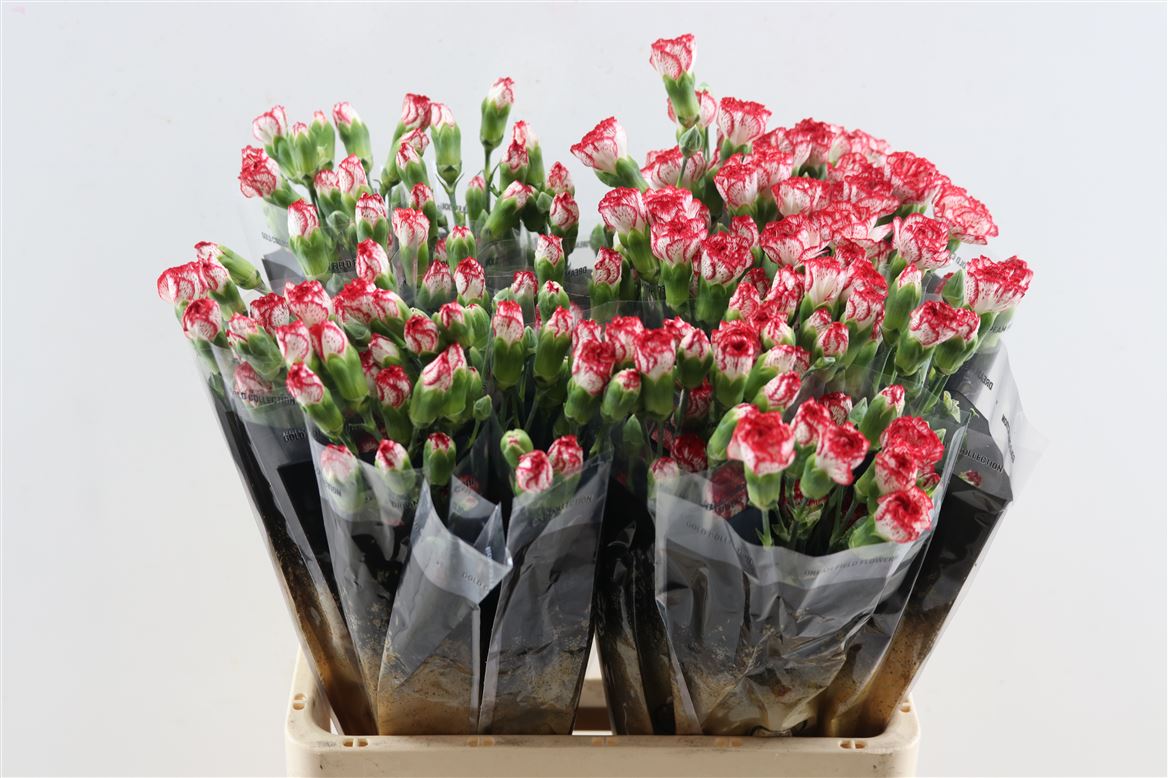 Dianthus Spray Minuetto 60cm