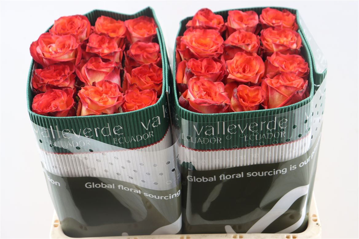 Rosa High & Magic Orange 50cm