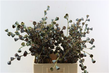 Euca Globulus Per Bos 8 St