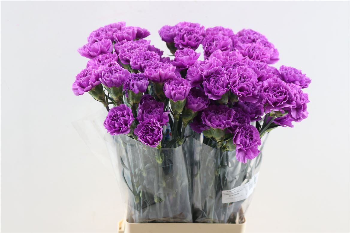Dianthus Single Florigene Moonlite 70cm