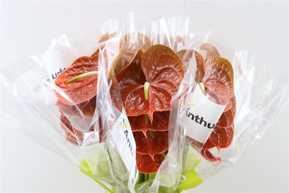 Anthurium Terrasol 15Ø
