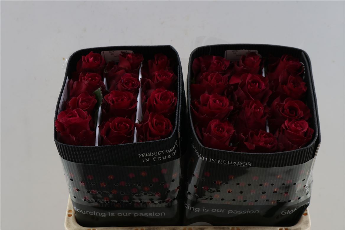 Rosa Sw Ria! 50cm