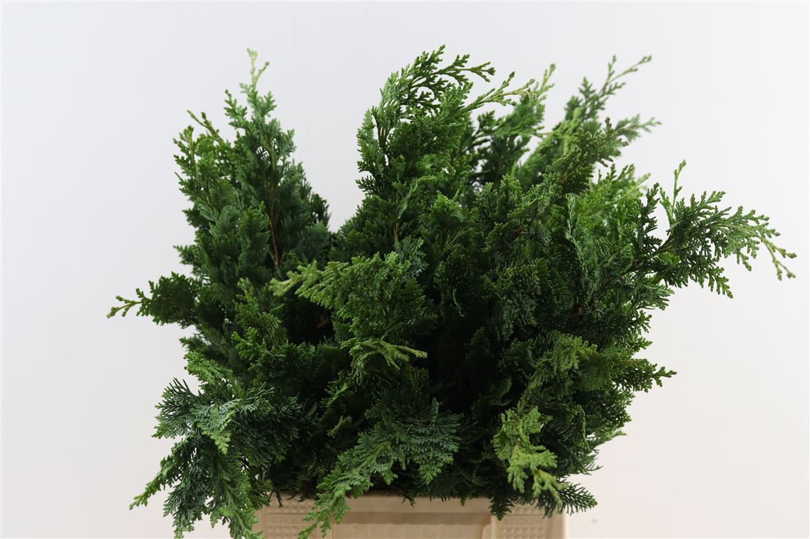 Chamaecyparis Lawsoniana Wisselii Per Bunch 50cm