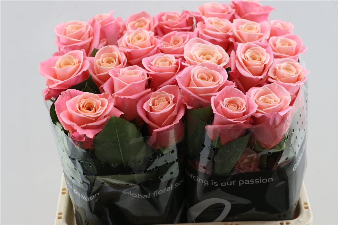 Rosa Miss Piggy+ 50cm
