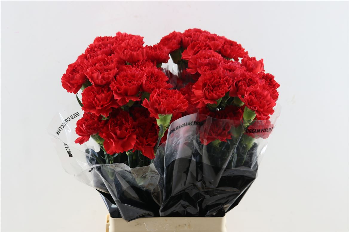 Dianthus Single Don Pedro 70cm