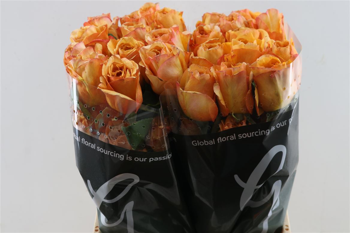 Rosa Capriccio+ 50cm